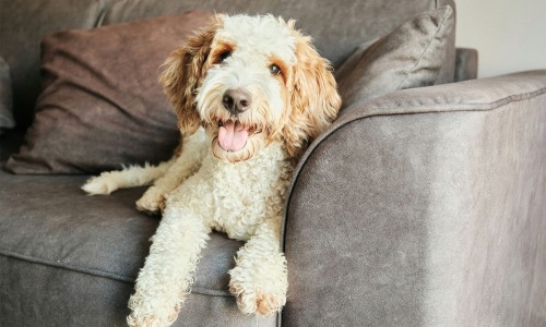a dog sitting on a couch